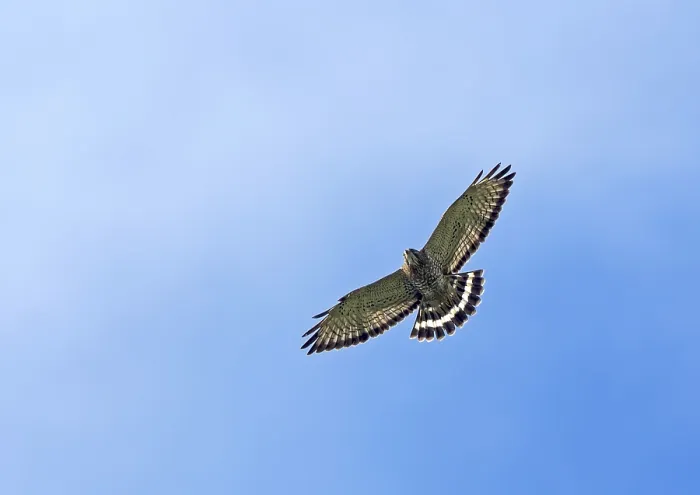 Gerahmter Druck : Breedvleugelbuizerd, Broad-winged Hawk, Buteo platypterus in Flug. Kolumbien Gerahmter Druck : Breedvleugelbuizerd, Broad-winged Hawk, Buteo platypterus in Flug. Kolumbien