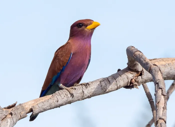 Gerahmter Druck : Breitschnabel-Rollenvogel, Eurystomus glaucurus Gerahmter Druck : Breitschnabel-Rollenvogel, Eurystomus glaucurus