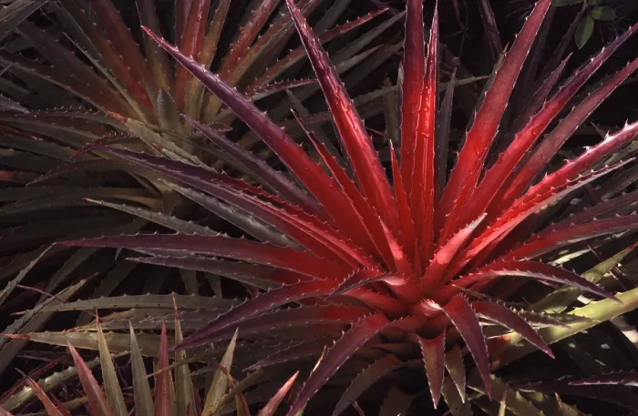 Gerahmter Druck : Bromelia Gerahmter Druck : Bromelia
