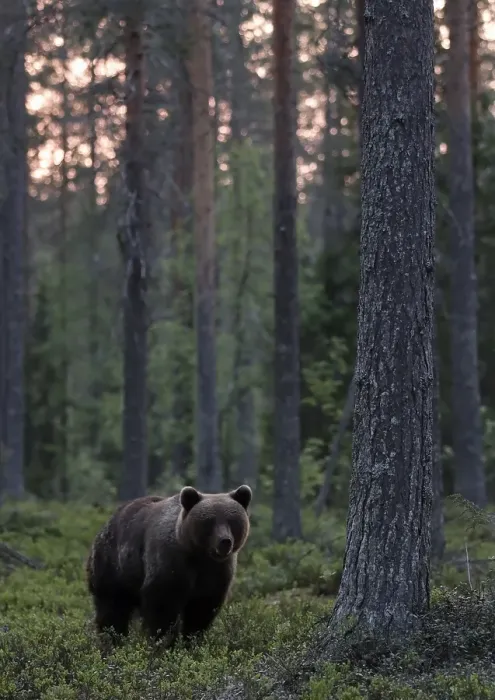 Gerahmter Druck : Braunbär, Ursus arctos Gerahmter Druck : Braunbär, Ursus arctos