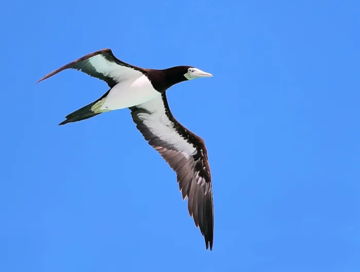 Gerahmter Druck : Braunbrust-Tölpel, Sula leucogaster plotus Gerahmter Druck : Braunbrust-Tölpel, Sula leucogaster plotus