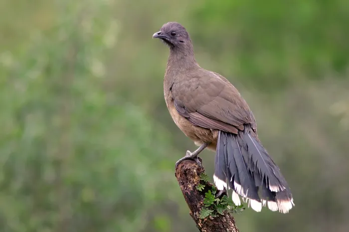Gerahmter Druck : Agami-Bild der Bruine Chachalaca, Plain Chachalaca, Ortalis vetula AdultStarr Co. TX November 2004 Gerahmter Druck : Agami-Bild der Bruine Chachalaca, Plain Chachalaca, Ortalis vetula AdultStarr Co. TX November 2004