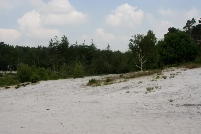 Gerahmter Druck : Brunssummer Heide, Niederlande
