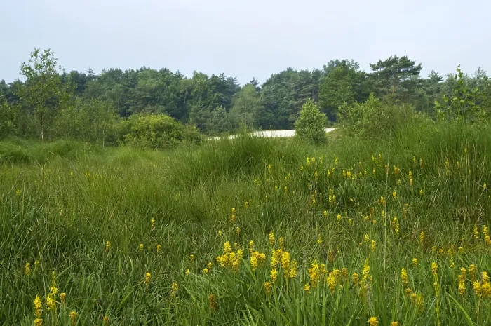 Gerahmter Druck : Brunssummerheide, Niederlande
