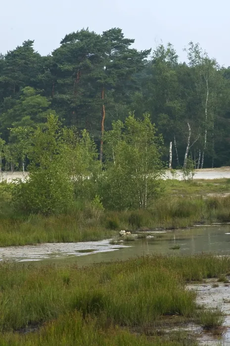 Gerahmter Druck : Brunssummerheide, Niederlande Gerahmter Druck : Brunssummerheide, Niederlande