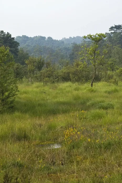 Gerahmter Druck : Brunssummerheide, Niederlande Gerahmter Druck : Brunssummerheide, Niederlande