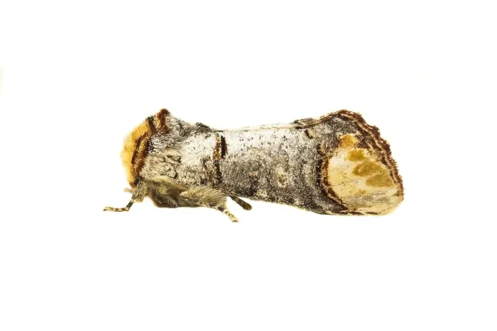 Gerahmter Druck : Fleckenstern; Phalera bucephala