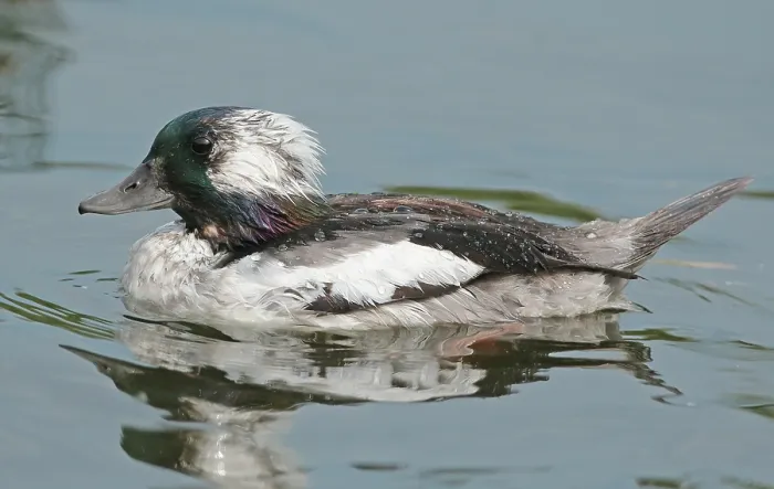 Gerahmter Druck : Bufflehead, Bucephala albeola