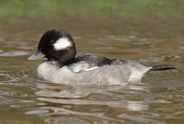 Gerahmter Druck : Bufflehead, Bucephala albeola Gerahmter Druck : Bufflehead, Bucephala albeola