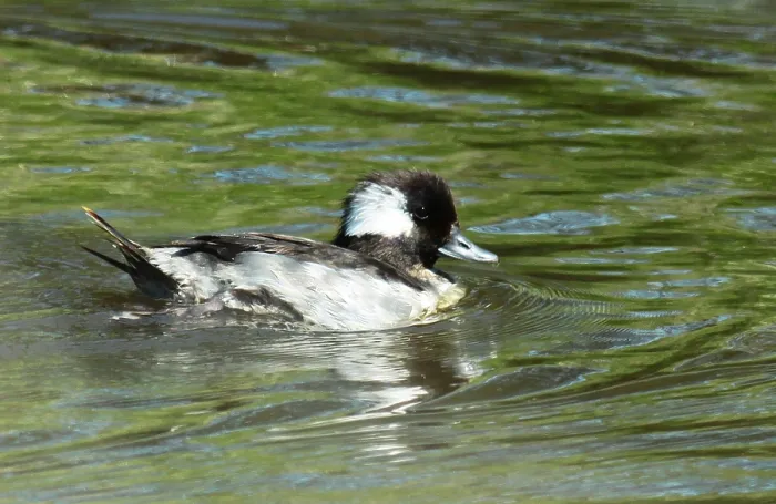 Gerahmter Druck : Bufflehead, Bucephala albeola Gerahmter Druck : Bufflehead, Bucephala albeola