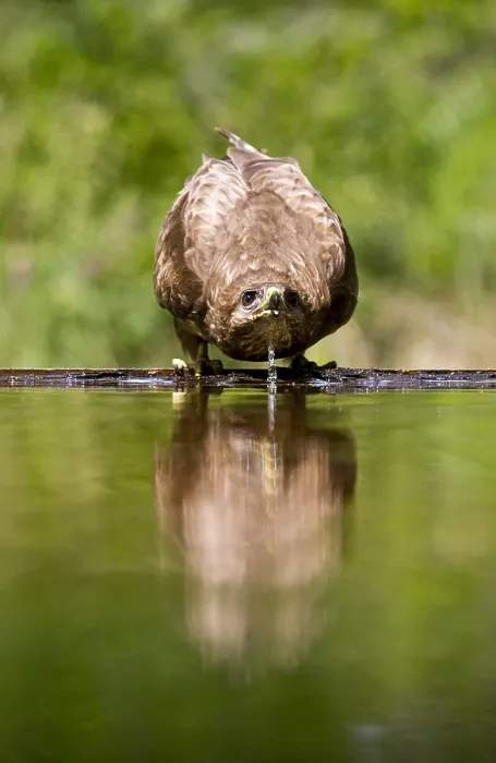 Gerahmter Druck : Buizerd, Gemeiner Bussard, Buteo buteo Gerahmter Druck : Buizerd, Gemeiner Bussard, Buteo buteo