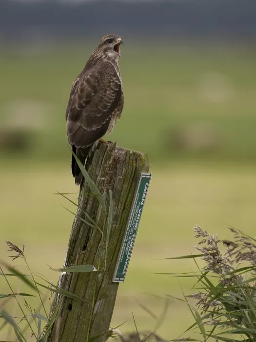 Gerahmter Druck : Agami Bild der Buizerd, Gemeine Bussard, Buteo buteo Buizerd sitzend auf Pfahl Niederlande, Gemeine Bussard an Pfahl. Gerahmter Druck : Agami Bild der Buizerd, Gemeine Bussard, Buteo buteo Buizerd sitzend auf Pfahl Niederlande, Gemeine Bussard an Pfahl.