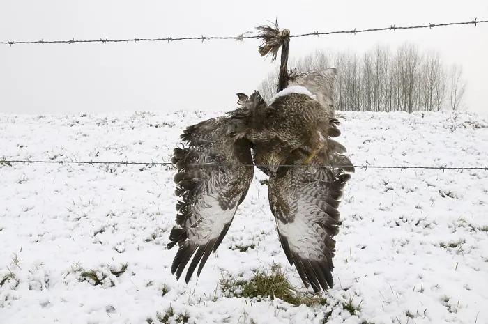 Gerahmter Druck : Buizerd, Common Buzzard, Buteo buteo Gerahmter Druck : Buizerd, Common Buzzard, Buteo buteo