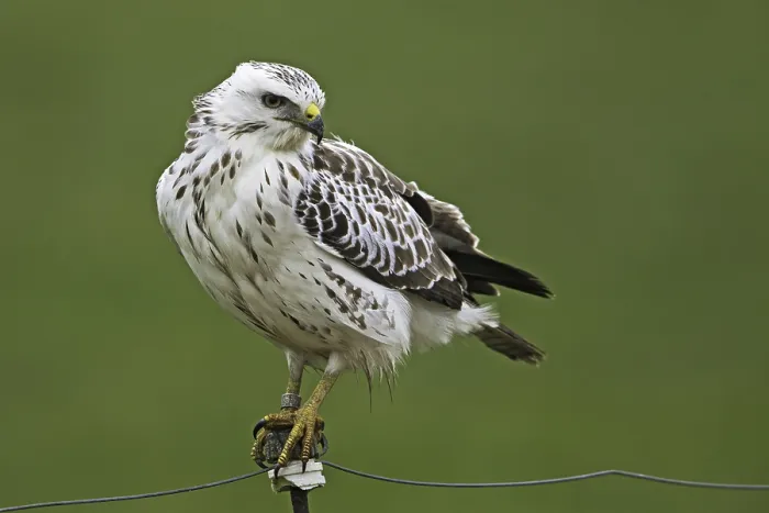 Gerahmter Druck : Agami Bild der Buizerd, Gemeine Bussard, Buteo buteo Buizerd sitzt auf einem Pfahl; Gemeiner Bussard auf einem Pfosten Gerahmter Druck : Agami Bild der Buizerd, Gemeine Bussard, Buteo buteo Buizerd sitzt auf einem Pfahl; Gemeiner Bussard auf einem Pfosten