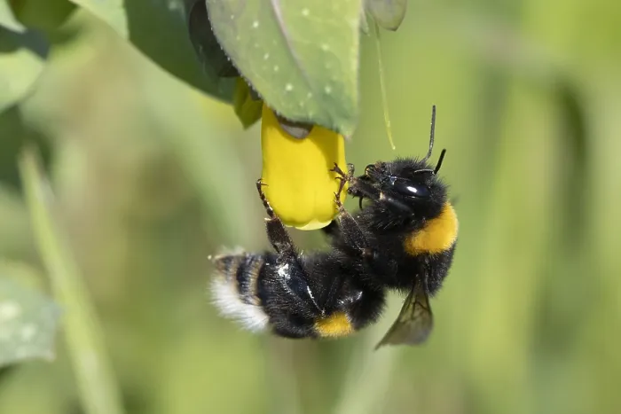 Gerahmter Druck : Bienenkönig, Bombus sp. Gerahmter Druck : Bienenkönig, Bombus sp.