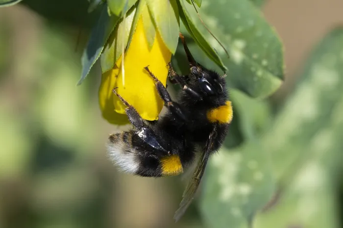 Gerahmter Druck : Bienenkönigchen, Bombus sp. Gerahmter Druck : Bienenkönigchen, Bombus sp.