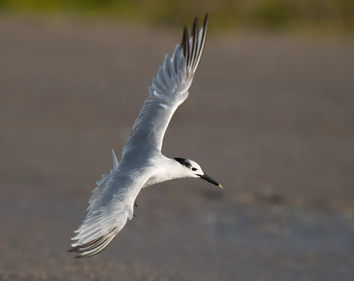 Gerahmter Druck : Cabots-Tern, Sterna acuflavidus