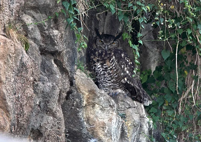 Gerahmter Druck : Kapfischgeier, Bubo capensis Gerahmter Druck : Kapfischgeier, Bubo capensis