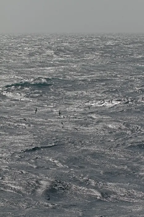 Gerahmter Druck : Kap-Petrel, Daption capense Gerahmter Druck : Kap-Petrel, Daption capense