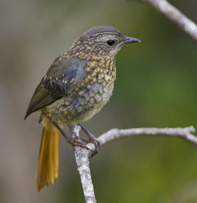 Gerahmter Druck : Kap-Spatzenammer, Dessonornis caffer Gerahmter Druck : Kap-Spatzenammer, Dessonornis caffer