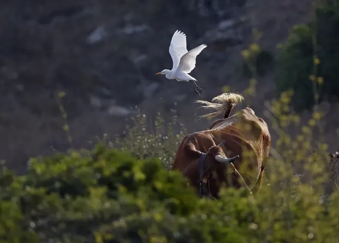Gerahmter Druck : Graureiher, Bubulcus ibis