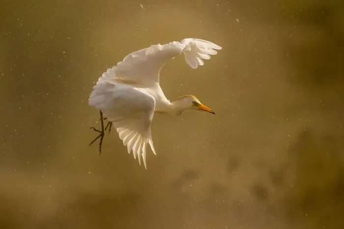 Gerahmter Druck : Elschenreiher; Bubulcus ibis Gerahmter Druck : Elschenreiher; Bubulcus ibis