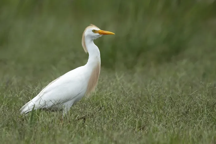 Gerahmter Druck : Egrettenbügel, Bubulcus ibis Gerahmter Druck : Egrettenbügel, Bubulcus ibis