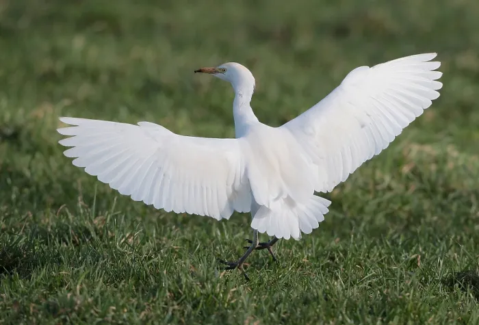 Gerahmter Druck : Rennvogel, Bubulcus ibis Gerahmter Druck : Rennvogel, Bubulcus ibis