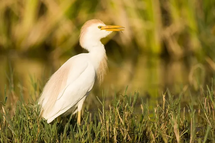 Gerahmter Druck : Eisvogelstorch, Bubulcus ibis
