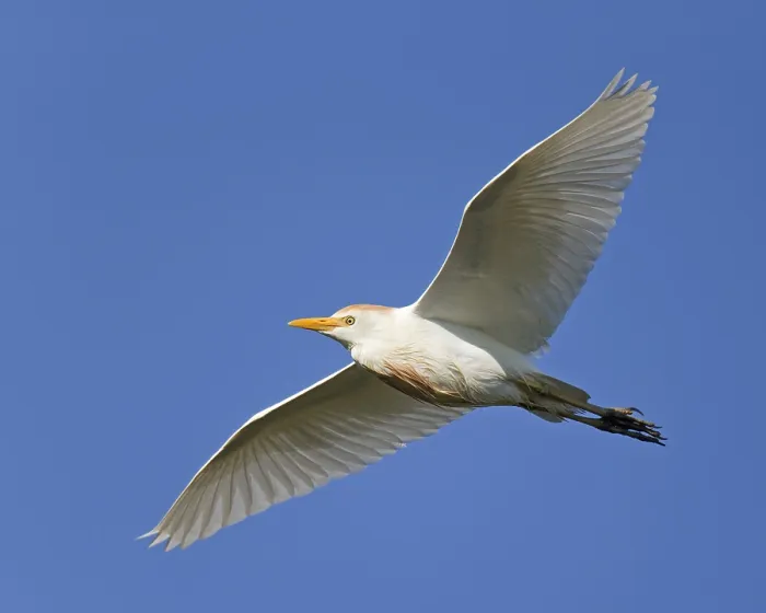 Gerahmter Druck : Streifengans, Bubulcus ibis