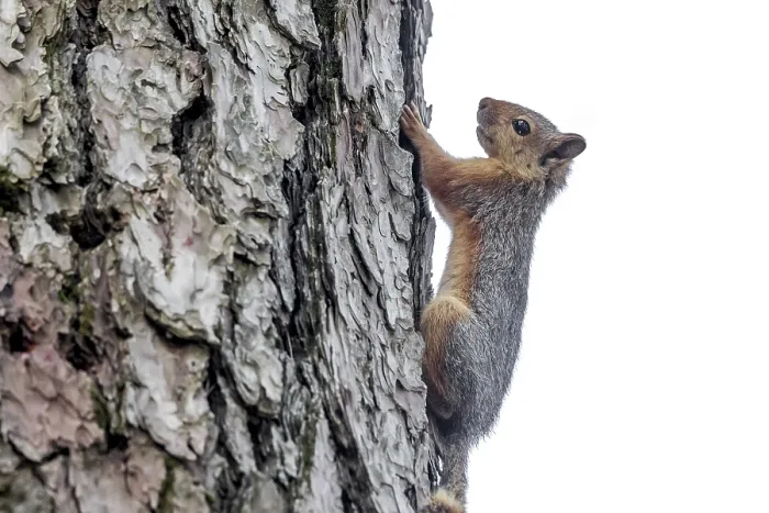 Gerahmter Druck : Kaukasische Eichhörnchen, Sciurus anomalus Gerahmter Druck : Kaukasische Eichhörnchen, Sciurus anomalus