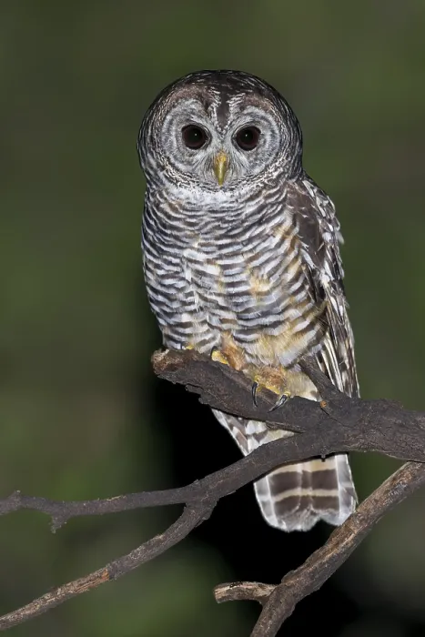 Gerahmter Druck : Chaco-Uhu, Strix chacoensis Gerahmter Druck : Chaco-Uhu, Strix chacoensis