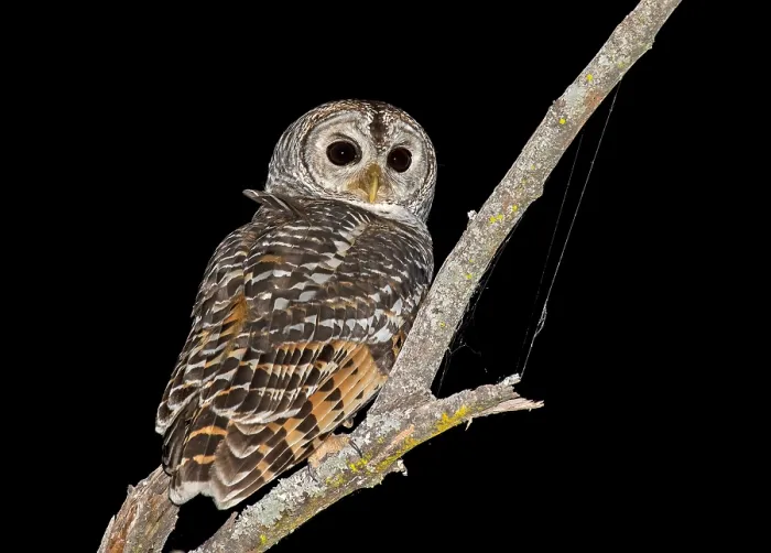 Gerahmter Druck : Chaco-Uhu, Strix chacoensis