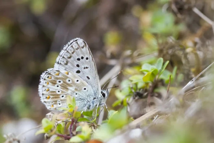 Gerahmter Druck : Kalkhügel-Blau, Polyommatus coridon. Gerahmter Druck : Kalkhügel-Blau, Polyommatus coridon.