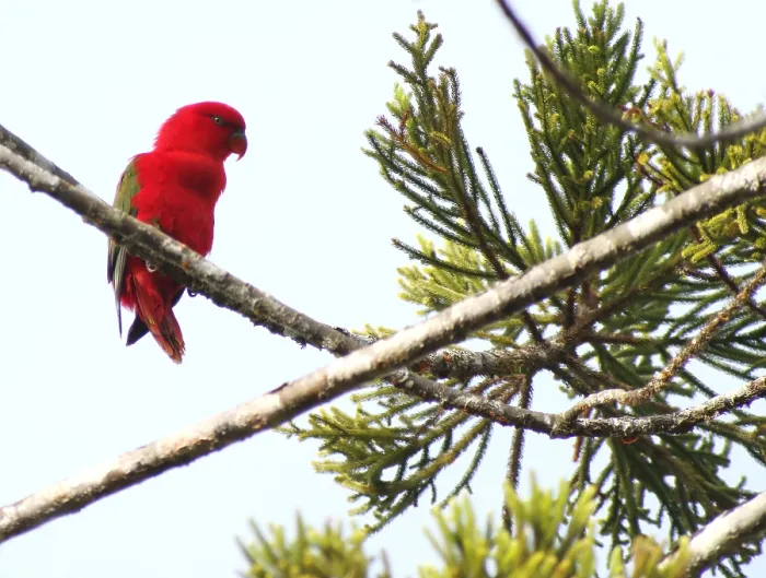 Gerahmter Druck : Loriengucker, Lorius garrulus