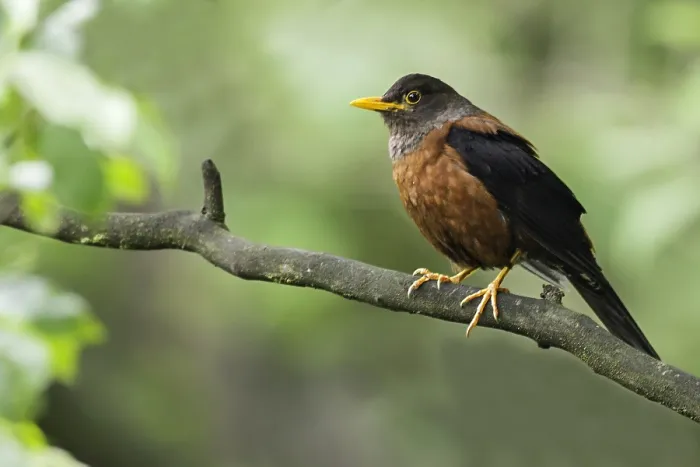 Gerahmter Druck : Turdus rubrocanus Gerahmter Druck : Turdus rubrocanus