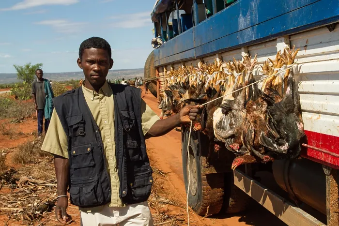 Gerahmter Druck : Hühner auf dem Bus in Madagaskar. Gerahmter Druck : Hühner auf dem Bus in Madagaskar.
