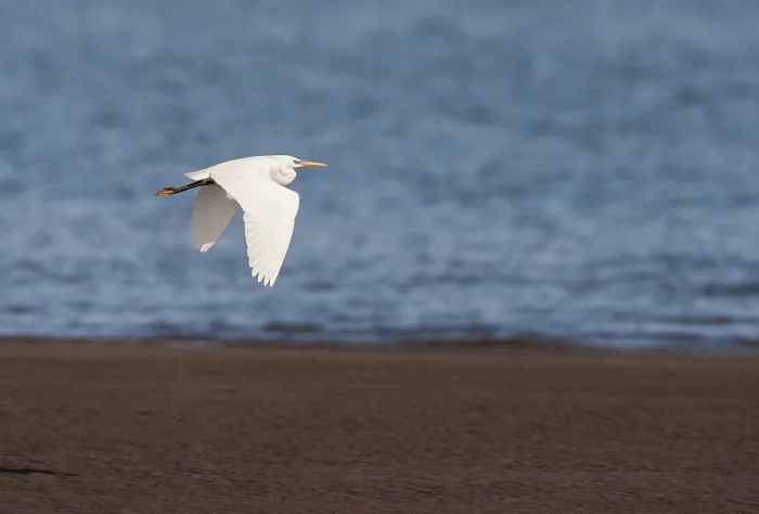 Gerahmter Druck : Chinesischer Reiher, Egretta eulophotes Gerahmter Druck : Chinesischer Reiher, Egretta eulophotes