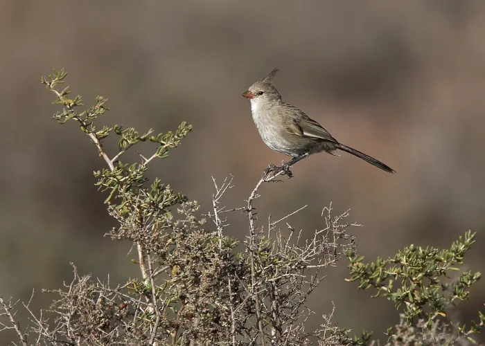 Gerahmter Druck : Chirrupen-Wedgbill Gerahmter Druck : Chirrupen-Wedgbill
