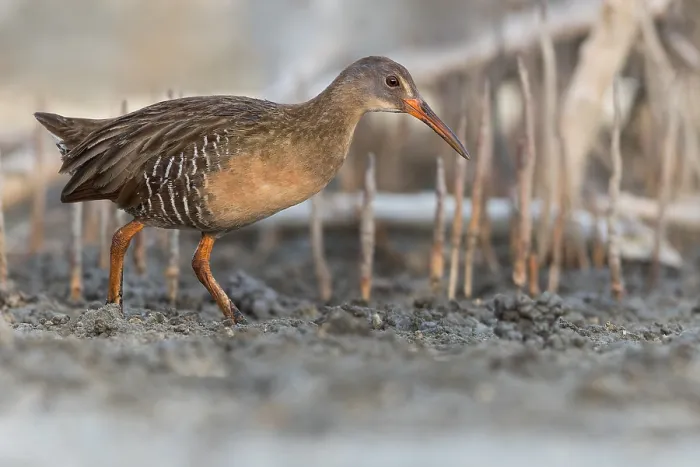Gerahmter Druck : Klapperschwanenhuhn, Rallus crepitans