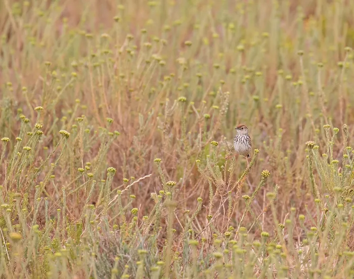 Gerahmter Druck : Wolken-Cisticola, Cisticola textrix Gerahmter Druck : Wolken-Cisticola, Cisticola textrix