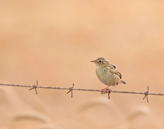 Gerahmter Druck : Wolken-Cisticola, Cisticola textrix Gerahmter Druck : Wolken-Cisticola, Cisticola textrix