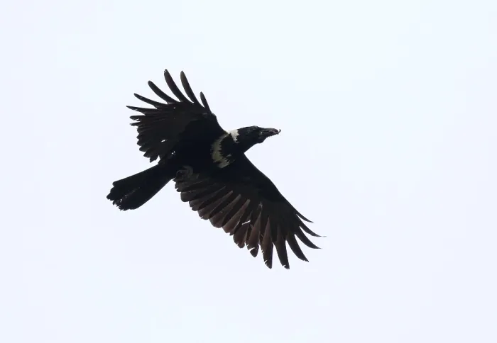 Gerahmter Druck : Kronenkrahen, Corvus torquatus Gerahmter Druck : Kronenkrahen, Corvus torquatus