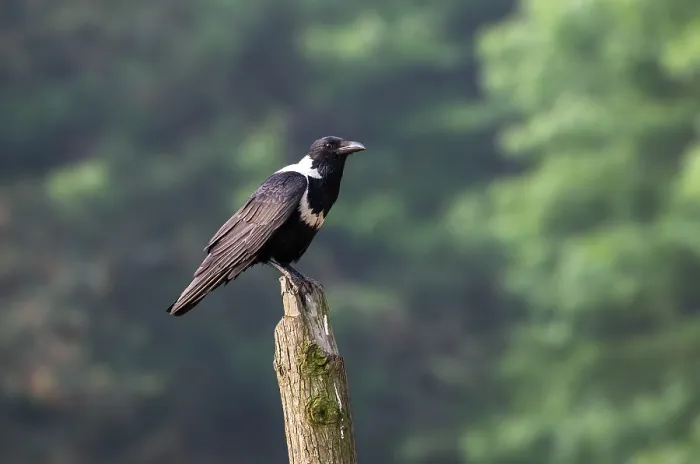 Gerahmter Druck : Kronenkrahen, Corvus torquatus Gerahmter Druck : Kronenkrahen, Corvus torquatus