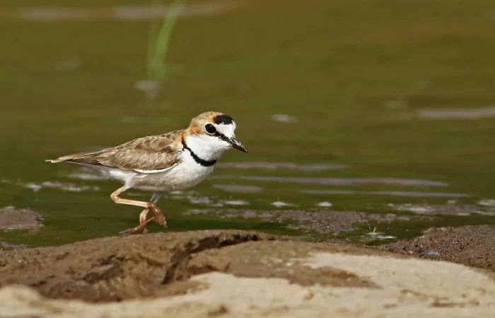 Gerahmter Druck : Kragenstrandläufer, Charadrius collaris Gerahmter Druck : Kragenstrandläufer, Charadrius collaris