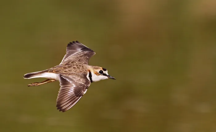 Gerahmter Druck : Kragenstrandläufer, Charadrius collaris Gerahmter Druck : Kragenstrandläufer, Charadrius collaris