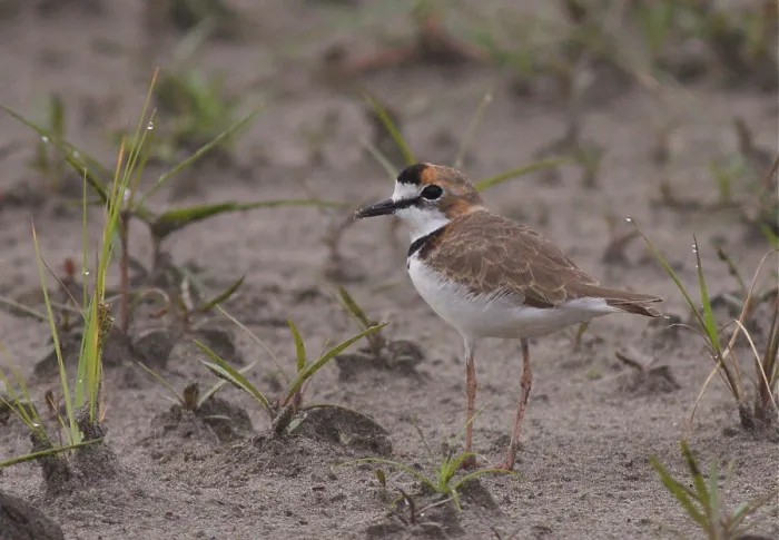 Gerahmter Druck : Kragenstrandläufer, Charadrius collaris Gerahmter Druck : Kragenstrandläufer, Charadrius collaris