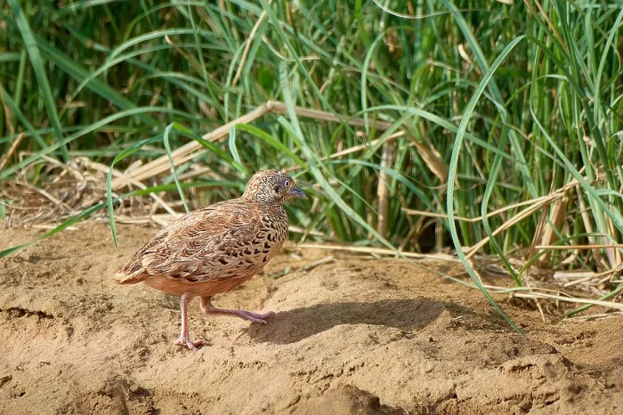 Gerahmter Druck : Gemeiner Knopfschnepfen, Turnix sylvaticus Gerahmter Druck : Gemeiner Knopfschnepfen, Turnix sylvaticus