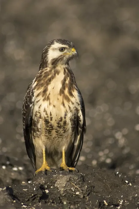 Gerahmter Druck : Graureiher; Buizerd; Buteo buteo