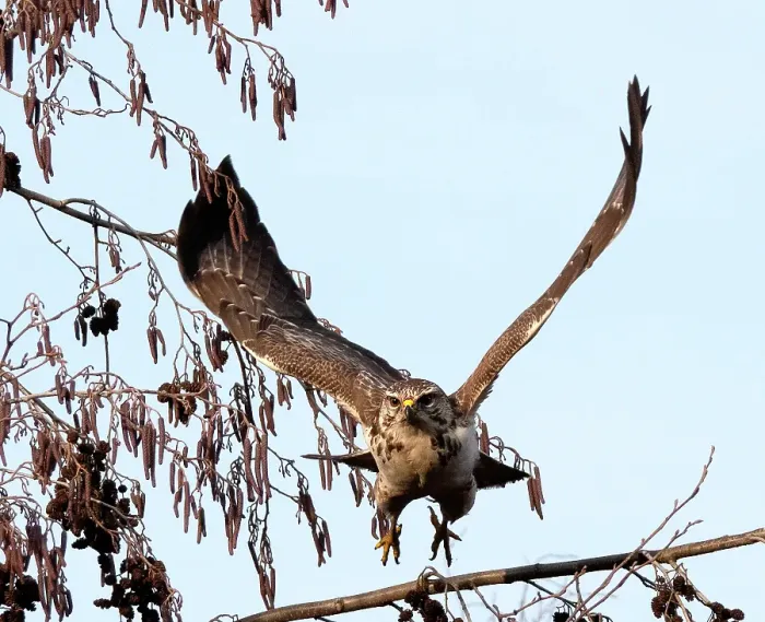 Gerahmter Druck : Graureiher; Buteo buteo Gerahmter Druck : Graureiher; Buteo buteo